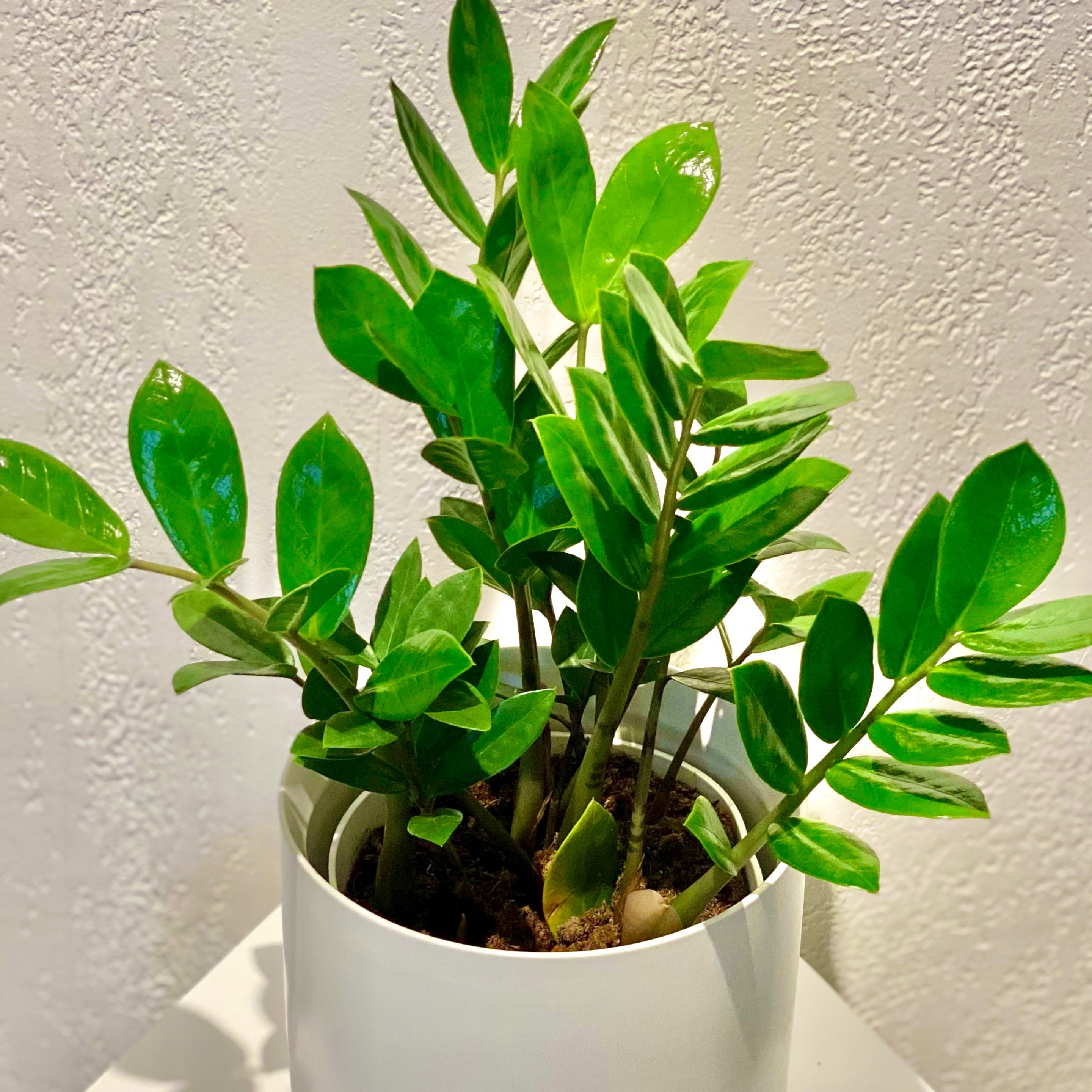 ZZ Plant | Chicky Blooms Floral + Events
